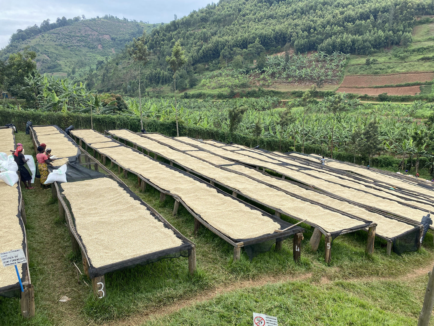 Rwanda Cafè des Mamans - Women's Mill